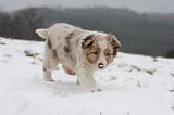 BERGER AUSTRALIEN PUPPIES 535